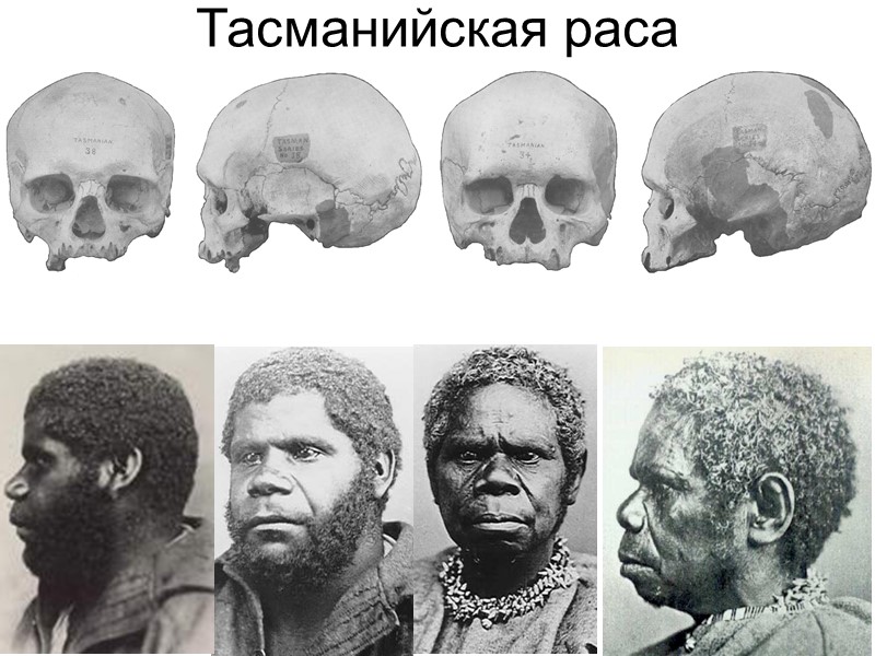 Тасманийская раса